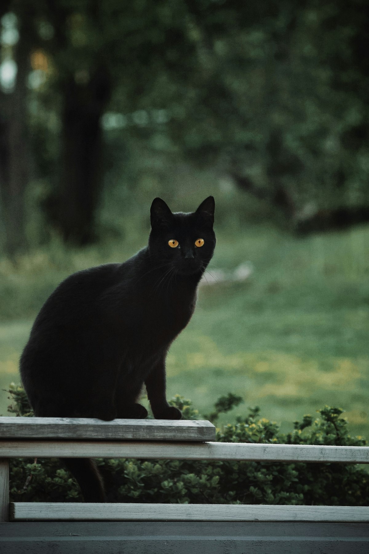 黒猫が横切る恋愛のスピリチュアルメッセージ
