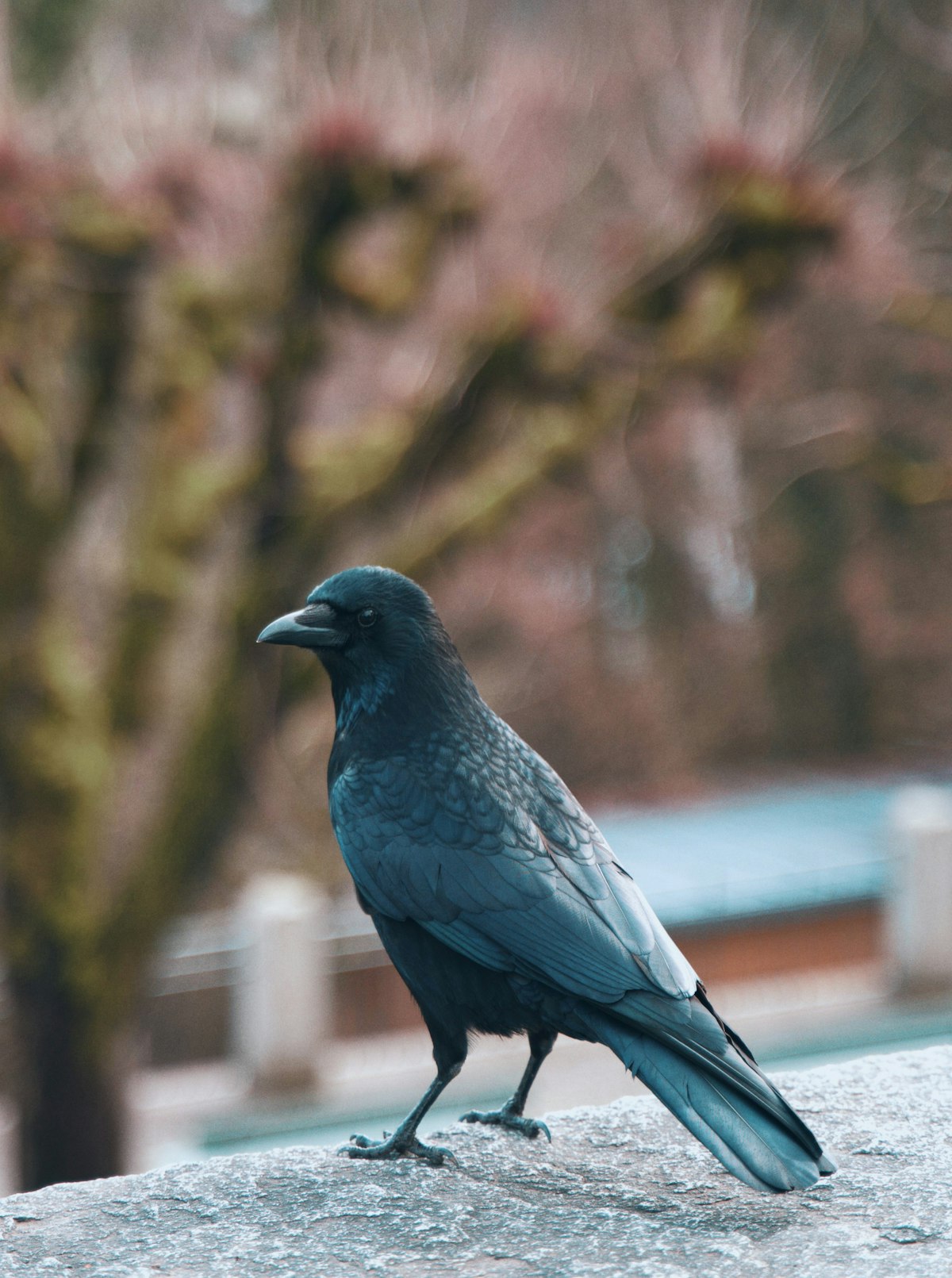 枝にとまるカラスと恋愛のスピリチュアルサイン