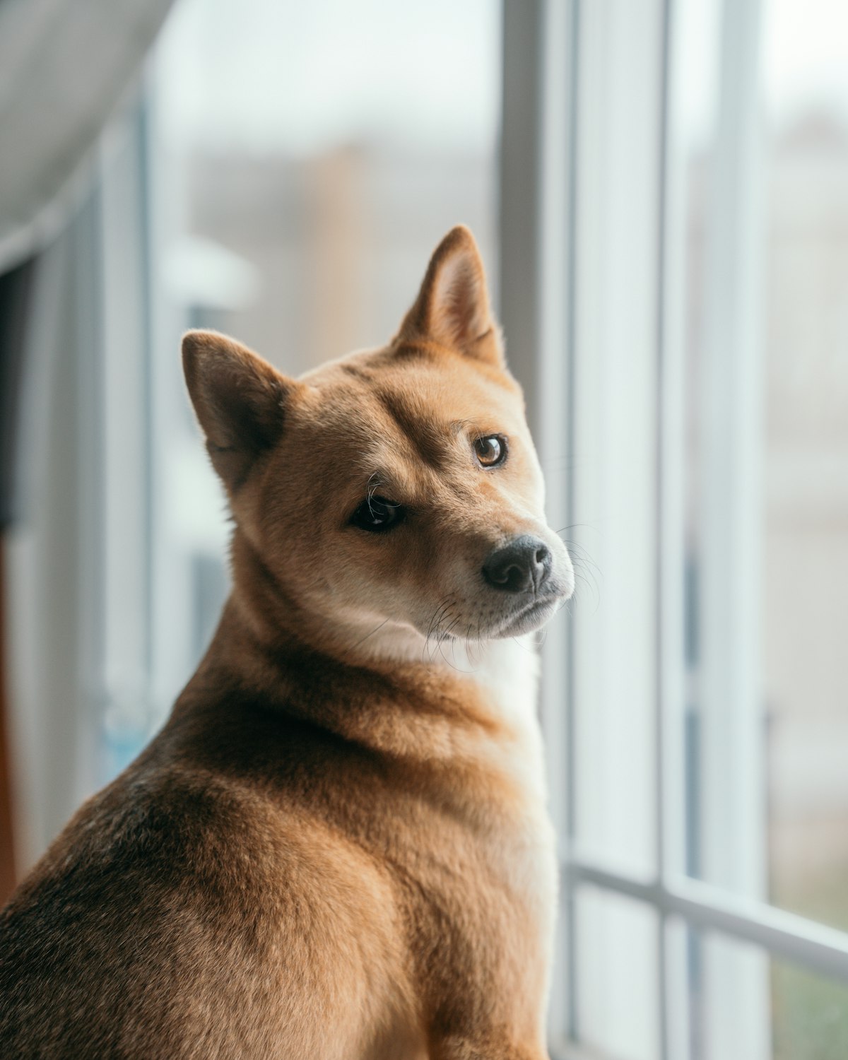 光の中でこちらを見つめる犬、動物との縁のスピリチュアルサイン