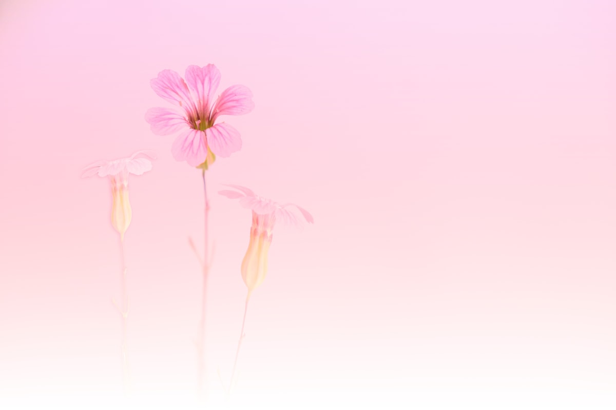 やわらかいピンクの花、恋愛の涙とやさしい気持ちをイメージした写真