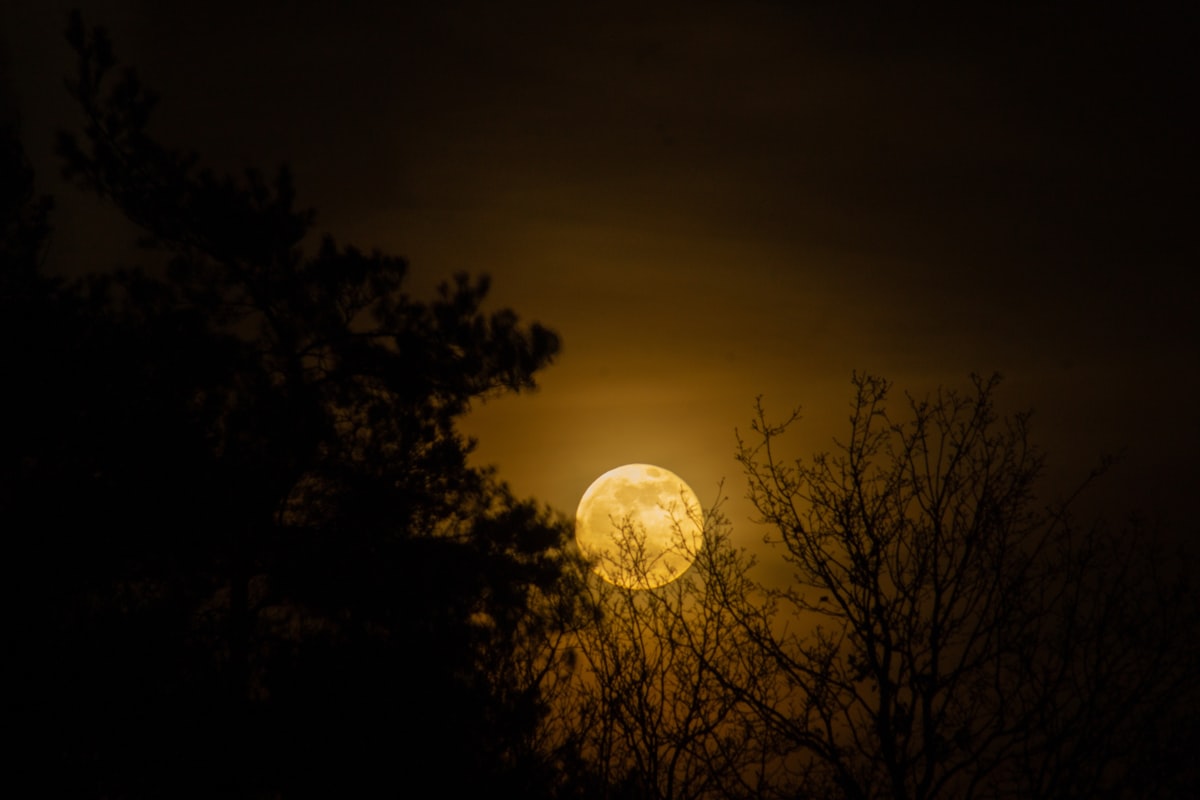 木々の間から見える満月の夜空