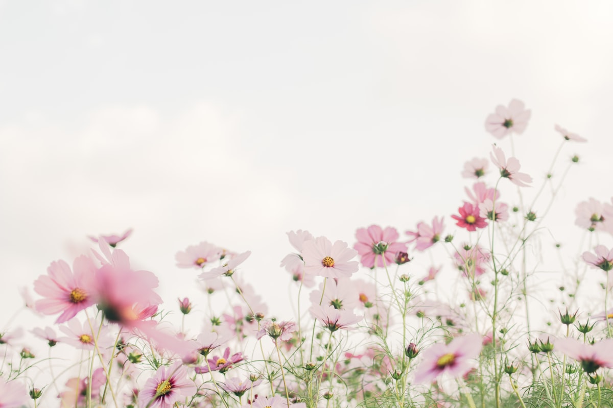 やわらかな光の中で咲くピンクの花