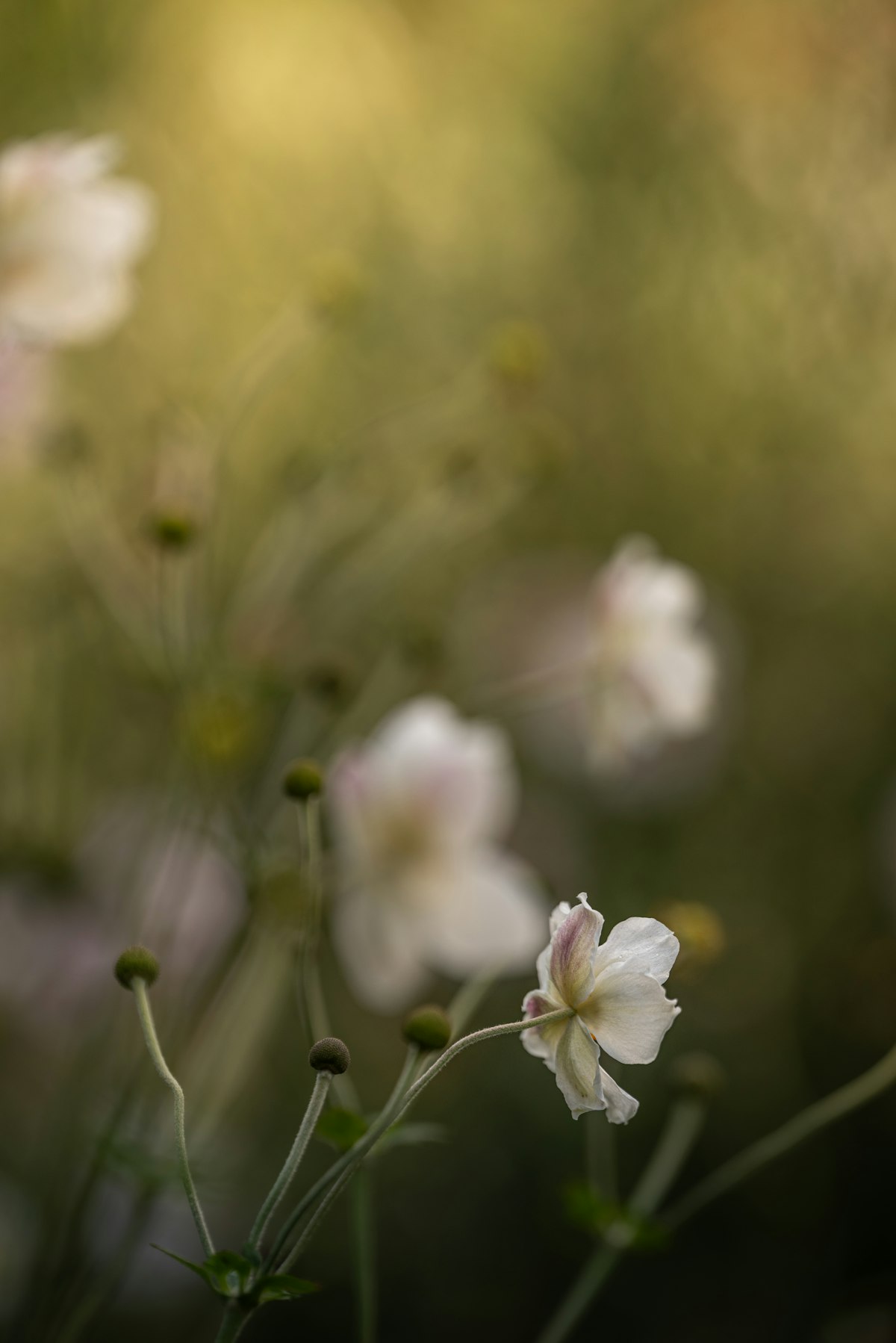 草むらにやさしく咲く花