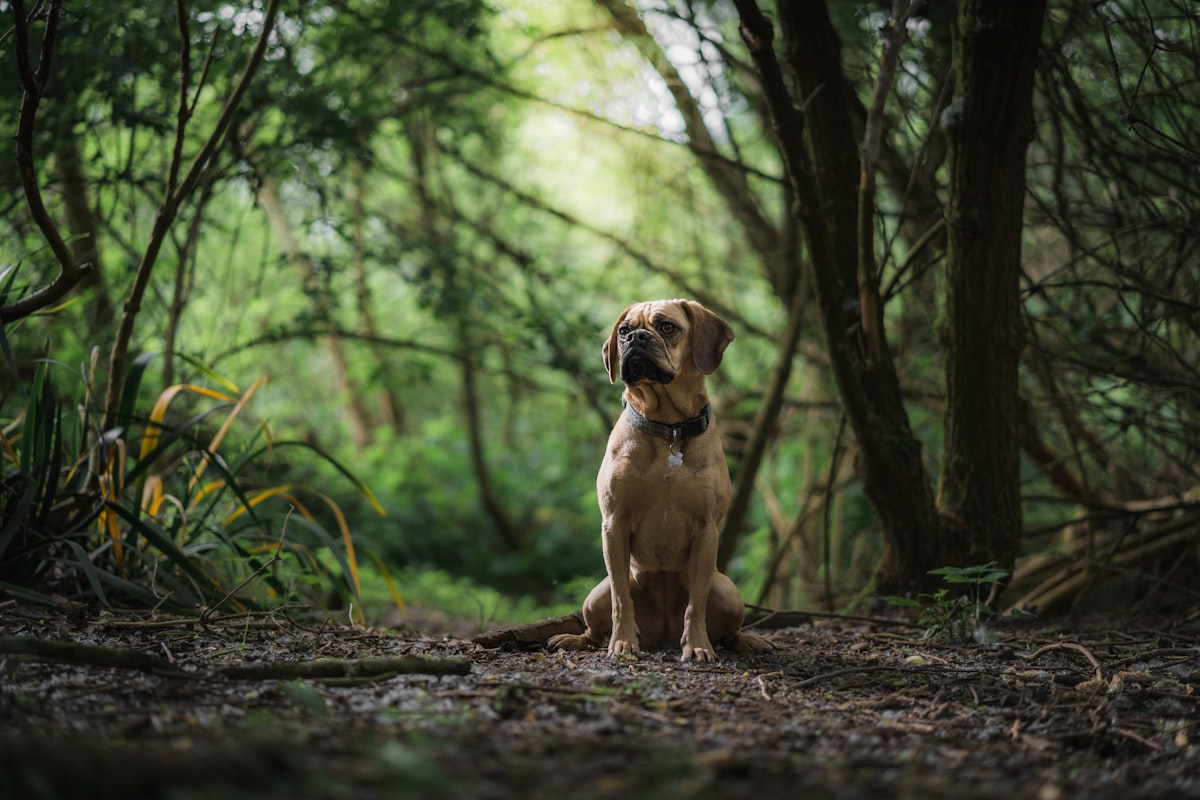 犬に吠えられるスピリチュアルな意味を表す犬